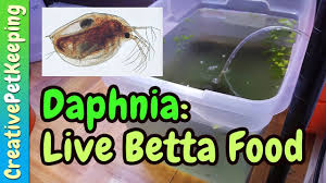 Growing Live Food For Baby Bettas Daphnia Pulex Betta Food Living Food Betta