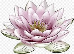 (1/2 pollice) abbiamo una bella varietà di abbigliamento, gioielli e cinture di utilità. Fiore Di Loto Scaricare Png Disegno Png Trasparente Nymphaea Nelumbo Png Scaricare