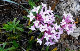 Image result for Strephonema