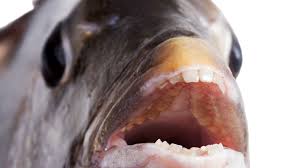 Fish With Giant Human Looking Teeth Caught Fox News