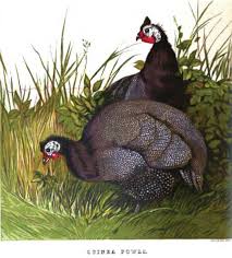 However, not all of these colors are recognized in the official standards. Guinea Fowl Origins Of Guinea Fowl The Poultry Pages