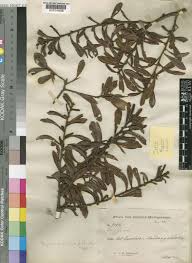 Image result for Myrica salicifolia