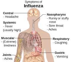 It mutates regularly, but virologists have identified three main groups: Influenza Wikipedia