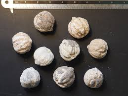 Image result for Aleurites