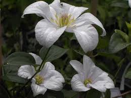 Check spelling or type a new query. Clematis Viticella Huldine Italienische Waldrebe Huldine Baumschule Bohlje