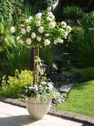Rosen White Meidiland Mit Schneeflockenblume Und Fleissiges Lieschen