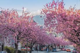 Small tree with purple flowers daily themed crossword. You Can Take A Virtual Tour Of Vancouver S Best Cherry Blossom Spots Photos Vancouver Is Awesome