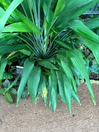 Image result for Dracaena aubryana
