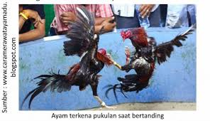 Jual ayam pama murah harga terbaru 2021. Bentuk Dan Model Kaki Ayam Petarung Pukul Saraf Ko Bentuk Dan Model Kaki Ayam Petarung Pukul Saraf Ko Ciri Masih Banyak Banget Ayam Gen Lain Yang Punya Spesifikasi Dan Skill