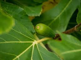 Damit Der Feigenbaum Fruchte Tragt Pflegetipps Fur Die Feige Feigenbaum Feigen Garden Care