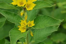 It may be noted that yellow loosestrife actually readily produces seeds by itself. Lysimachia Punctata