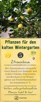 Pflanzen Fur Den Wintergarten Unsere Top 15 Plantura In 2020 Pflanzen Wintergarten Garten