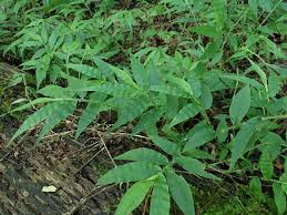 Image result for Oplismenus undulatifolius