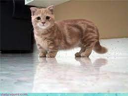 Thus, she can be quite expensive to purchase. Scottish Fold Munchkin Cat Kawaii Animals Pictures Munchkin Cat Munchkin Kitten Munchkin Cat Scottish Fold