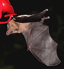 Image result for Aspidoglossum nyasae