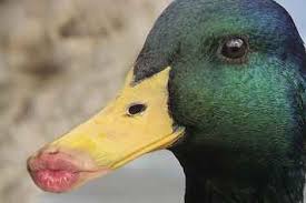 Donald first appeared in the silly symphonies short the wise little hen in 1934, where he played one of the lazy animals in the fable, refusing to help the hen plant her corn and was thus denied a reward at the end. 10 Ducks With Human Lips Duck Pictures Funny Animal Quotes Funny Jokes
