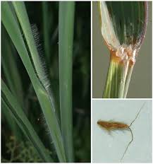 Image result for Cleistachne sorghoides