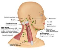 The Lymphatic Drainage System Lymph Glands Lymph Nodes Lymph Massage