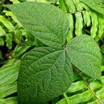 Image result for Vigna oblongifolia