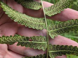 Image result for Diplazium