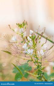 Image result for Cleome gynandra