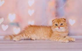 cute scottish fold ginger kitten stock photo aff fold scottish cute ginger ad gingerkitten cute scottis scottish fold kittens yavru kediler kedi