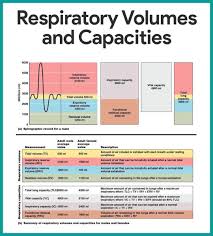 Pin By Bobby T On Anatomy Respiratory System Anatomy