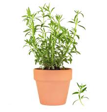 How To Grow Tarragon Herb Gardening Guide