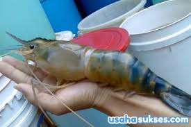 Salah satu produk keluaran utama empire aqua enterprise adalah pembekalan benih udang galah untuk penternak di seluruh malaysia. Tips Sukses Cara Usaha Budidaya Udang Galah Di Kolam Terpal Usaha Sukses Cara Sukses Berbisnis Dan Berwirausaha