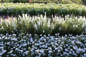 How To Grow More Cut Flowers Than You Ever Thought Possible Floret Flowers