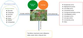 Image result for Tapinanthus constrictiflorus