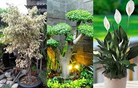 Bunga adalah tanaman hias yang banyak diminati karena keelokannya. 7 Tanaman Hias Dalam Ruangan Yang Dapat Menyerap Racun Gambar Bunga