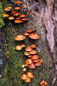 Pin By Francisca Javiera Inostrosa Wo On Silva Stuffed Mushrooms Mushroom Fungi Fungi