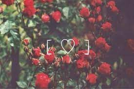 Roses Tumblr Google Pretrazivanje Flower Backgrounds Tumblr Backgrounds Amazing Flowers