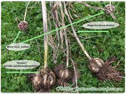 Knoblauch Knoblauch Setzen Saen Ernten Im Fruhjahr Herbst Und Winter Birthes Bunter Blog Garten