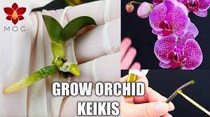 How To Grow Baby Orchid Plants Phalaenopsis Propagation With Keiki Pas Baby Orchid Orchid Care Orchid Plant Care