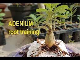 Pin On Desert Rose