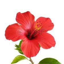 Hibiscus Flowers Stock Photos Images Royalty Free Hibiscus Flowers Images And Pictures Hibiscus Flower Drawing Flower Drawing Hibiscus Drawing