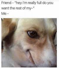 New Dog Memes Clean Memes Funny Memes Animal Memes Cute Memes Such, doge shibe, say short or haiku? new dog memes clean memes funny memes