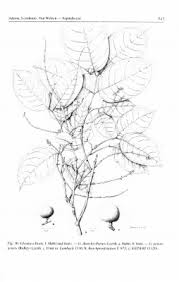 Image result for Glenniea