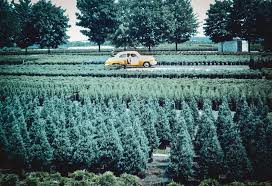 Lots of arbor vitae shrub to choose from. Evergreens J Hill Nursery
