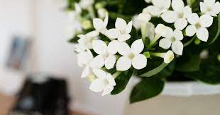 Maybe you would like to learn more about one of these? Bouvardia The Joy Of Plants