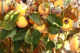 Image result for Diospyros mweroensis