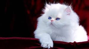 I know what it is like to want a particular breed but also really want to adopt a pet in need rather than buy from breeders. Burning Question Are Persian Kittens The Cutest Cats Ever Film Daily