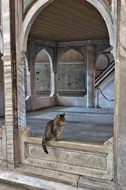 A Devout Cat Lives At The Hagia Sophia In Istanbul Derpy Cats Cat Life Cat Photography