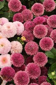 Pin On Flower And Cutting Gardens