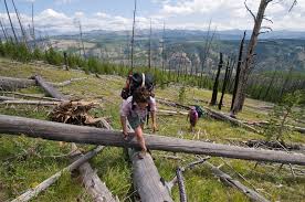 We did not find results for: Yellowstone S Mirror Plateau A World Away From The Boardwalks Wyofile