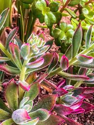 We did not find results for: Closeup Green And Pink Succulent Garden Timmyla