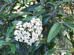 Keep up to date on offers, events and news from us and the rest of the caerhays estate. Viburnum Pragense From Burncoose Nurseries