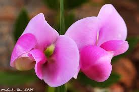 Image result for Neorautanenia ficifolia